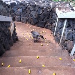The Nene, State Bird of Hawaii