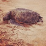 2012.0418 turtle